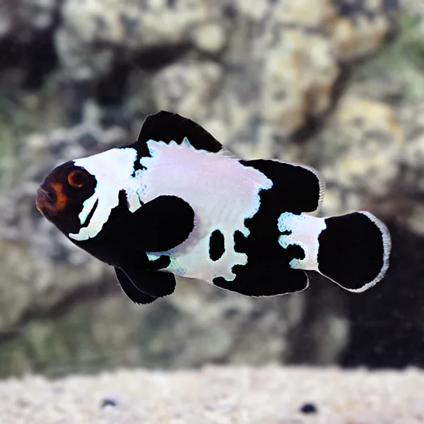 Black & White Snowflake Clownfish