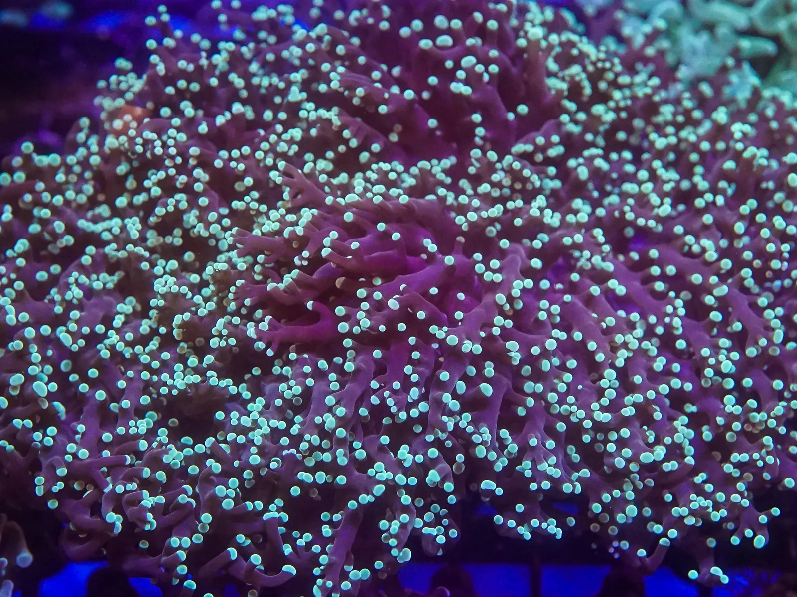 Frogspawn Coral