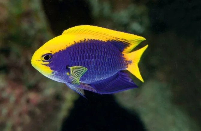 Starcki Damsel