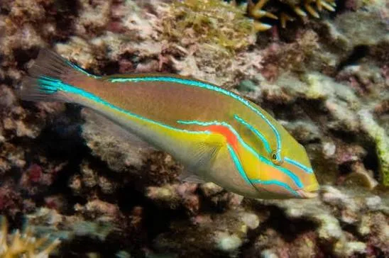 Red Shoulder Wrasse
