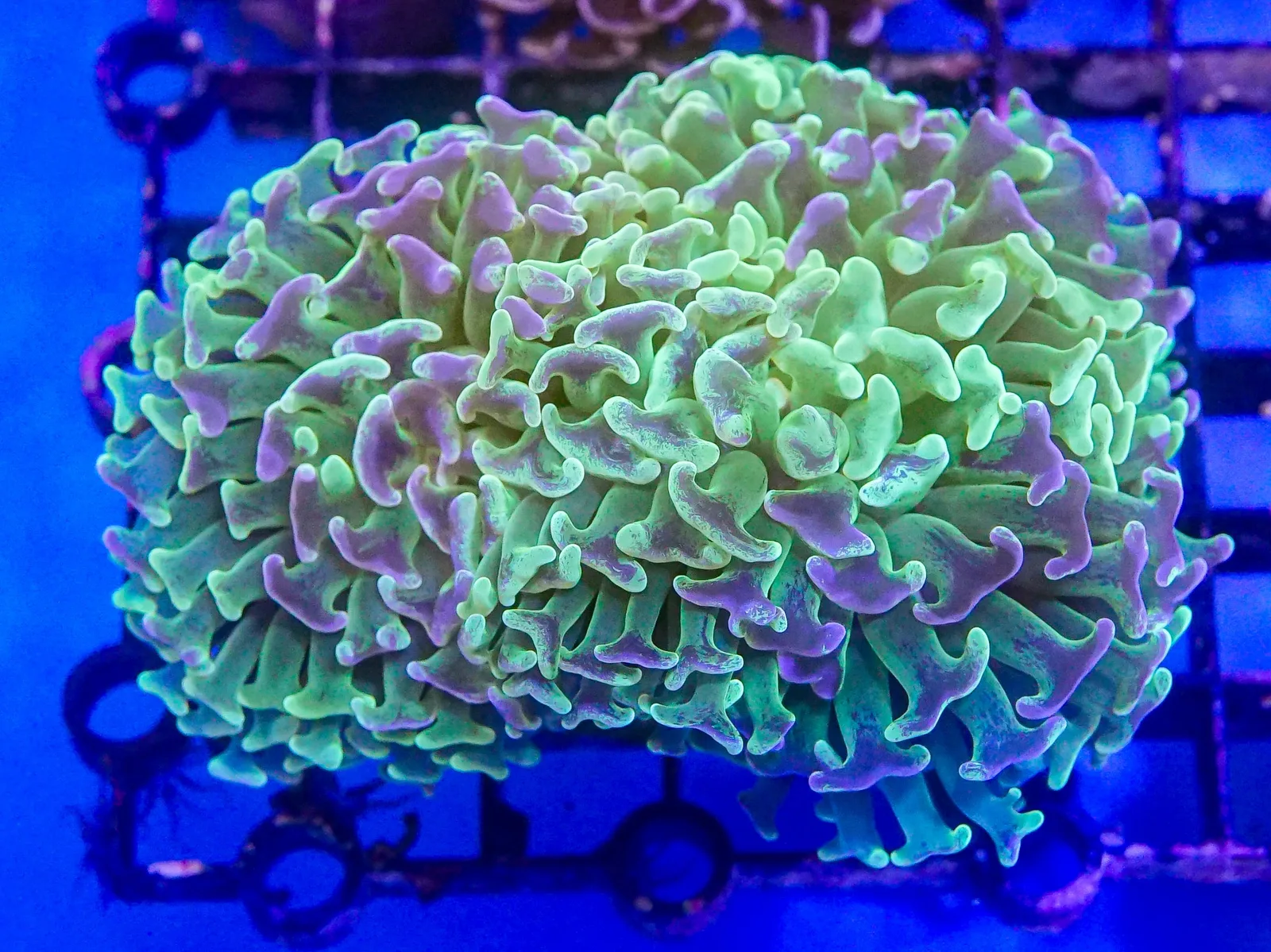 Hammer Coral