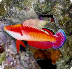 Tono's Fairy Wrasse