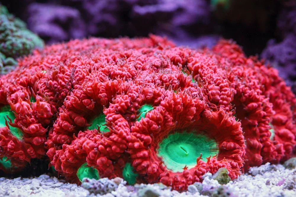 Blastomussa