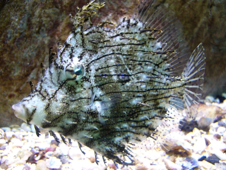 Leafy Filefish