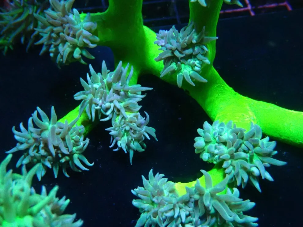 Duncan Coral