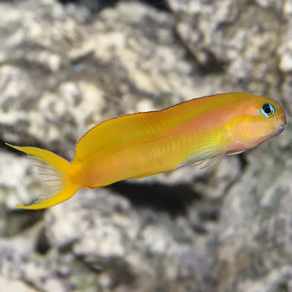 Gold Midas Blenny