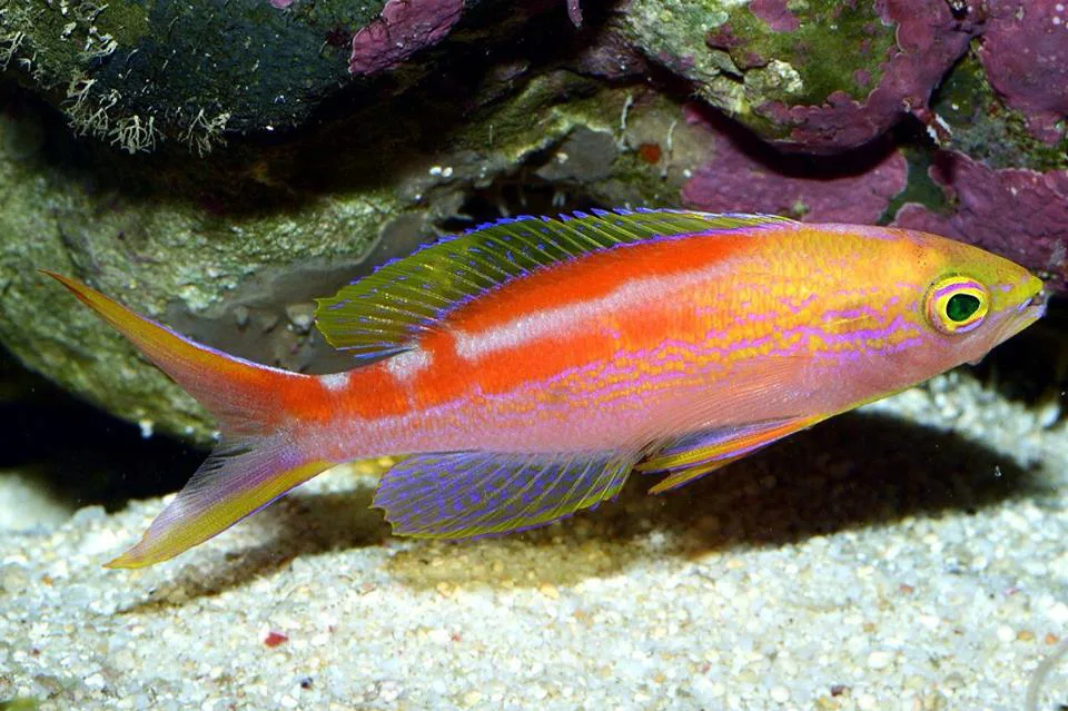 Aurulentus Anthias