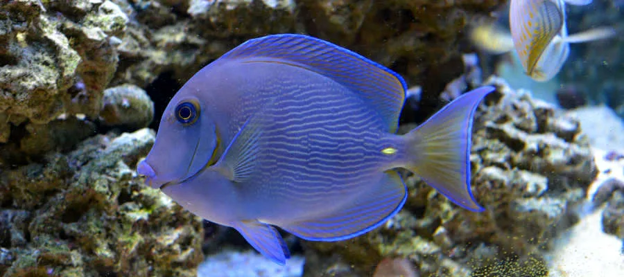Atlantic Blue Tang