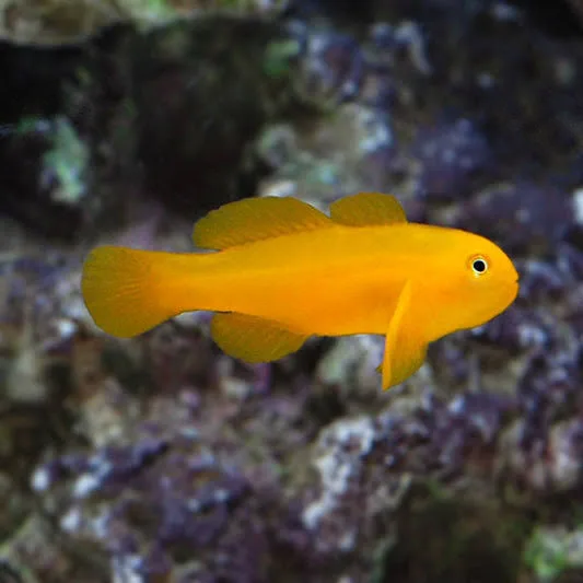Coral Goby