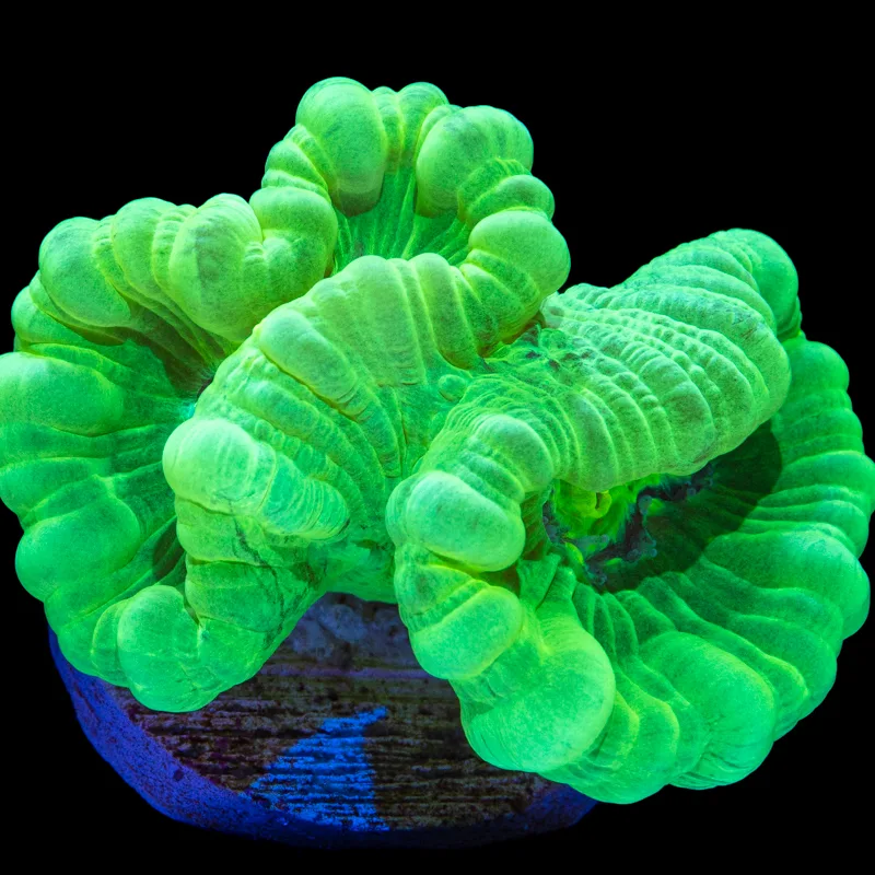 Candy Cane Coral