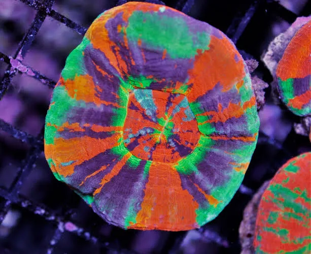 Scolymia