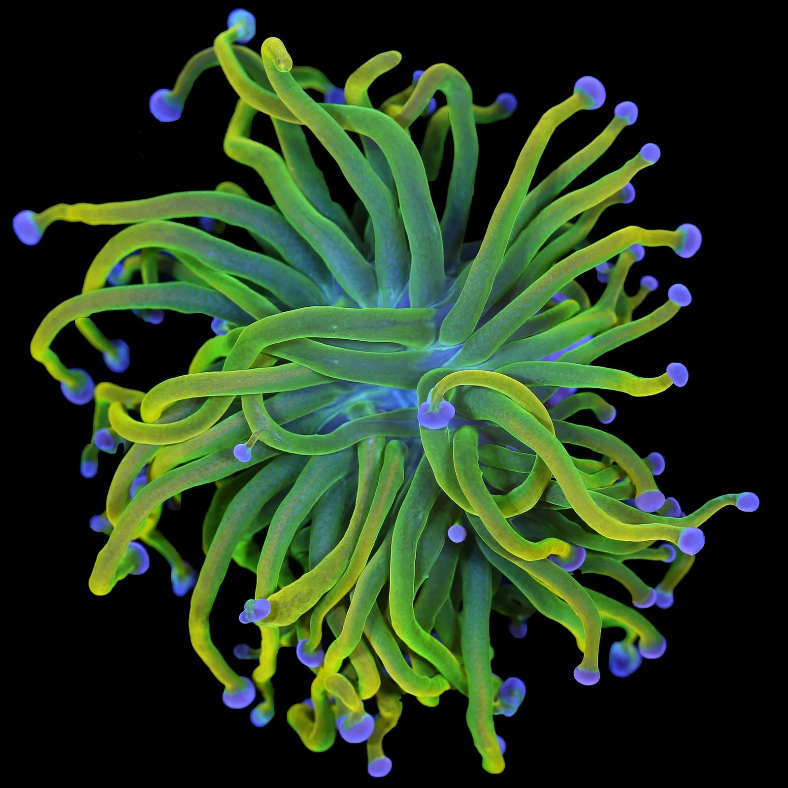 Torch Coral