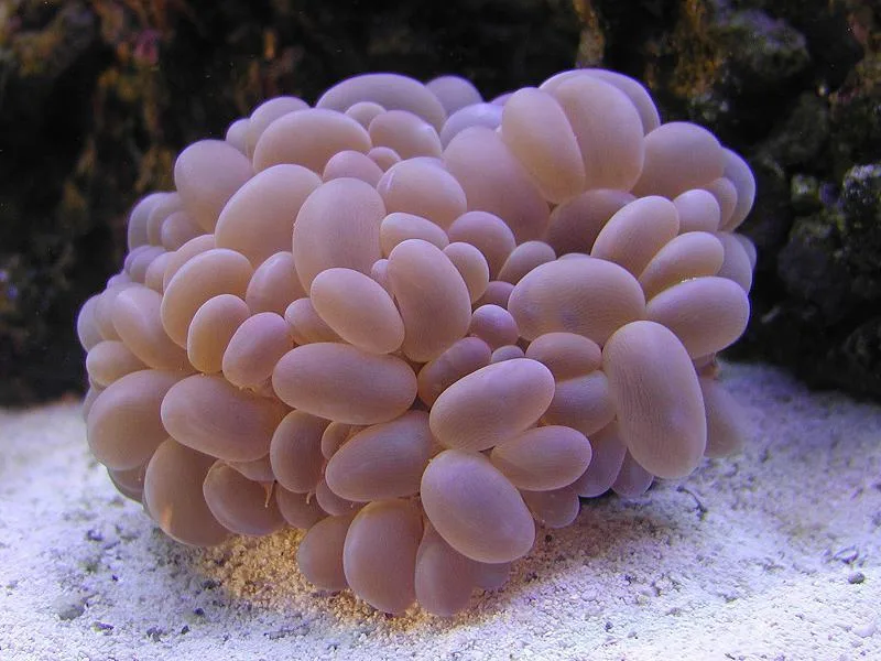Bubble Coral