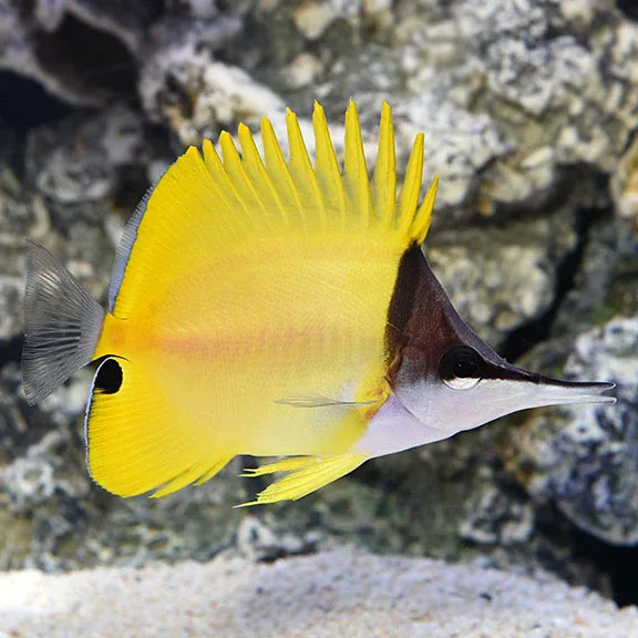 Long Nose Butterfly