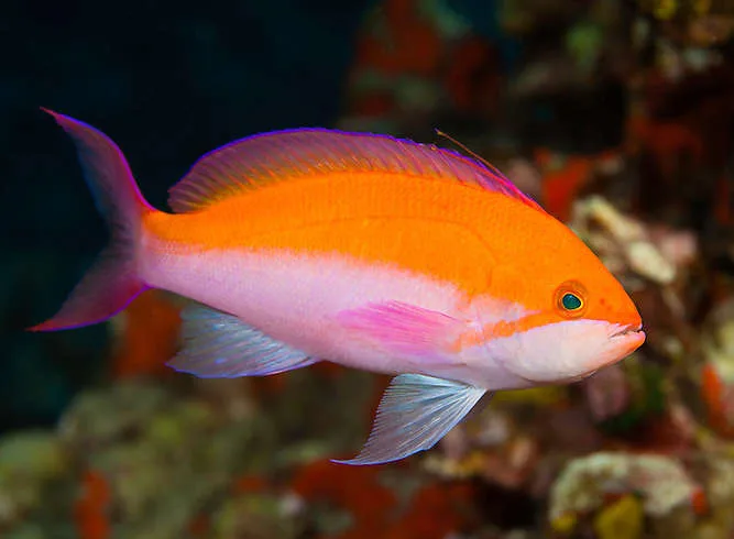Bicolour Anthias