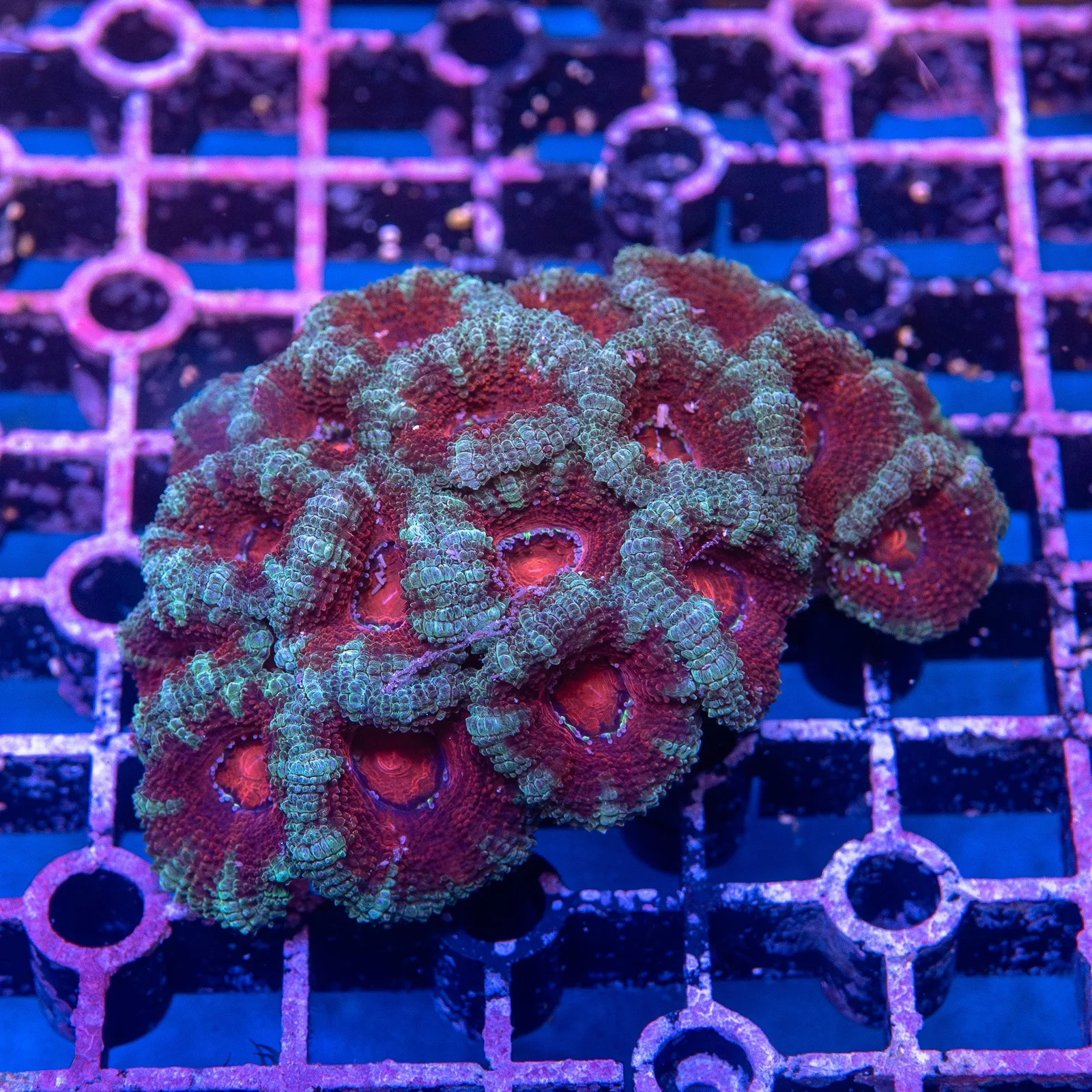 Acan Coral