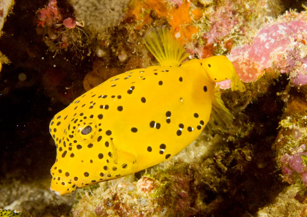 Yellow Boxfish