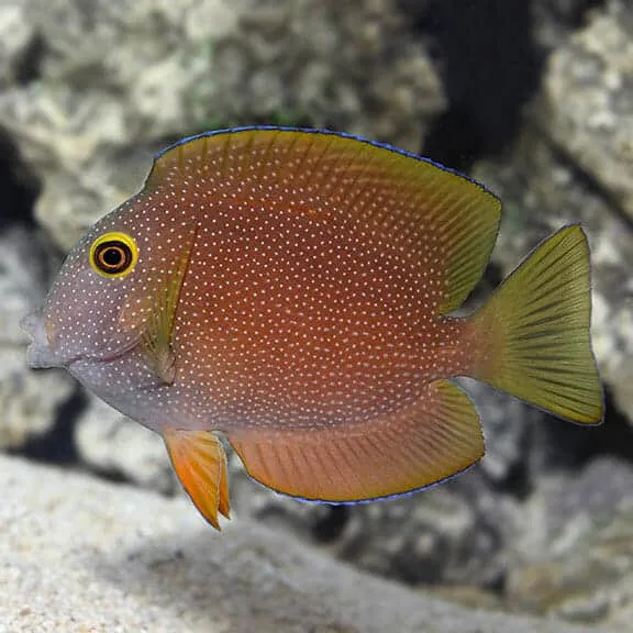 Yellow Eye Bristletooth Tang