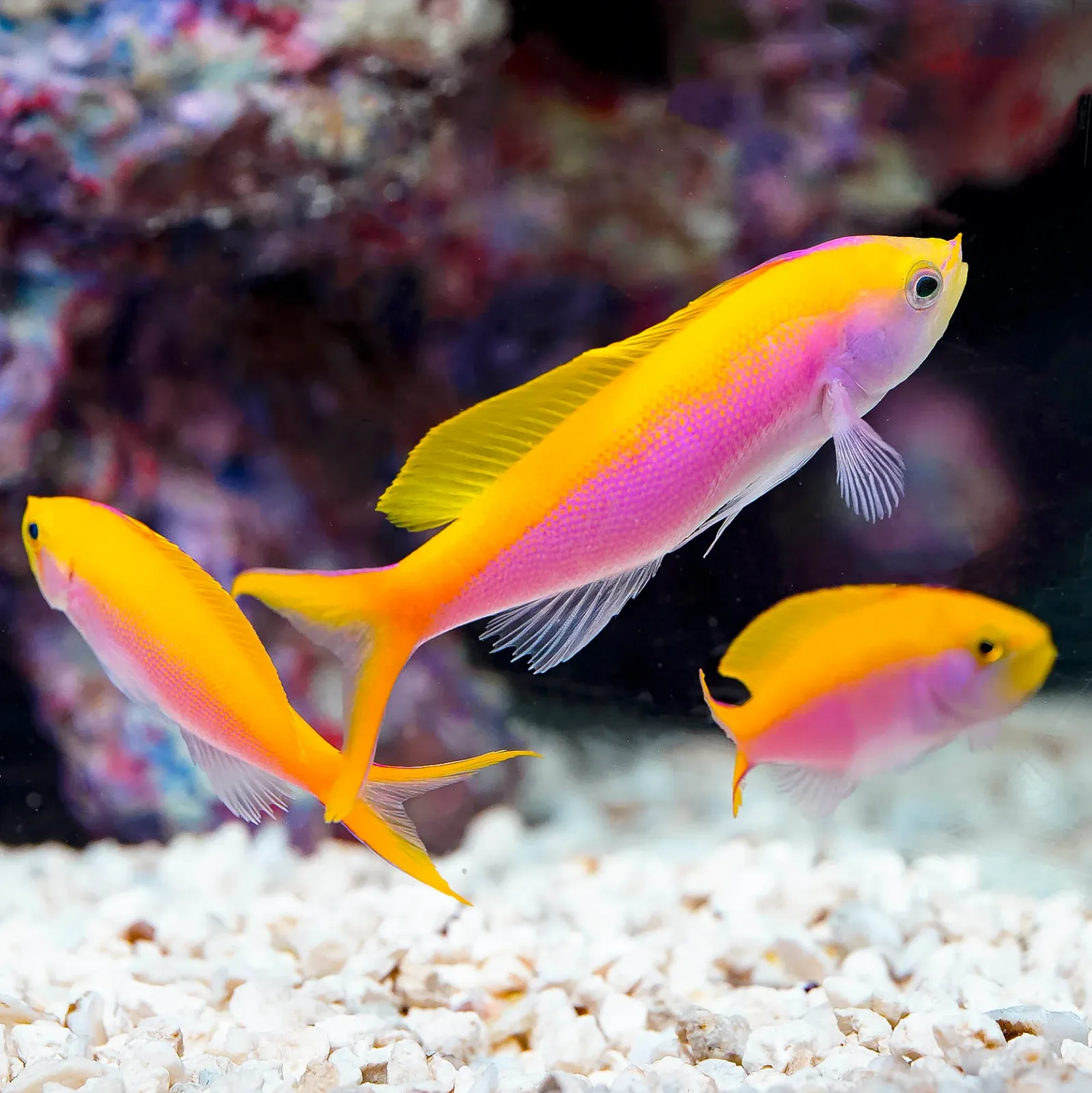 Bartlett Anthias