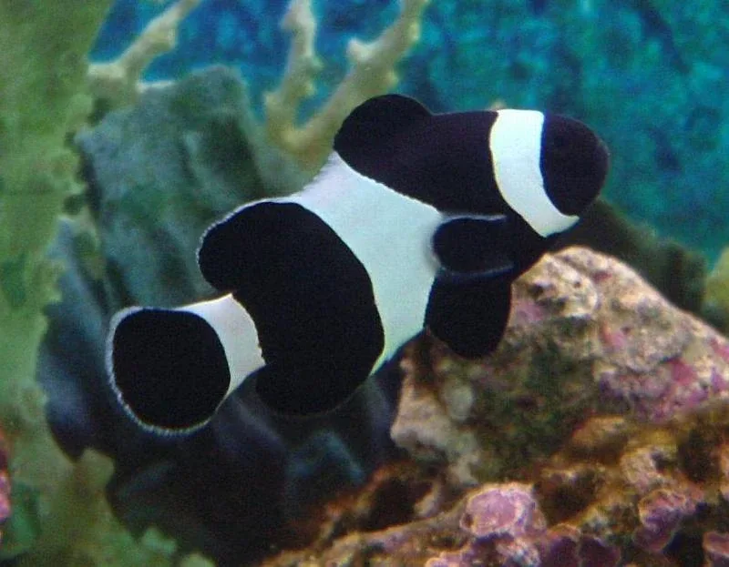 Ocellaris Clownfish (Black & White)
