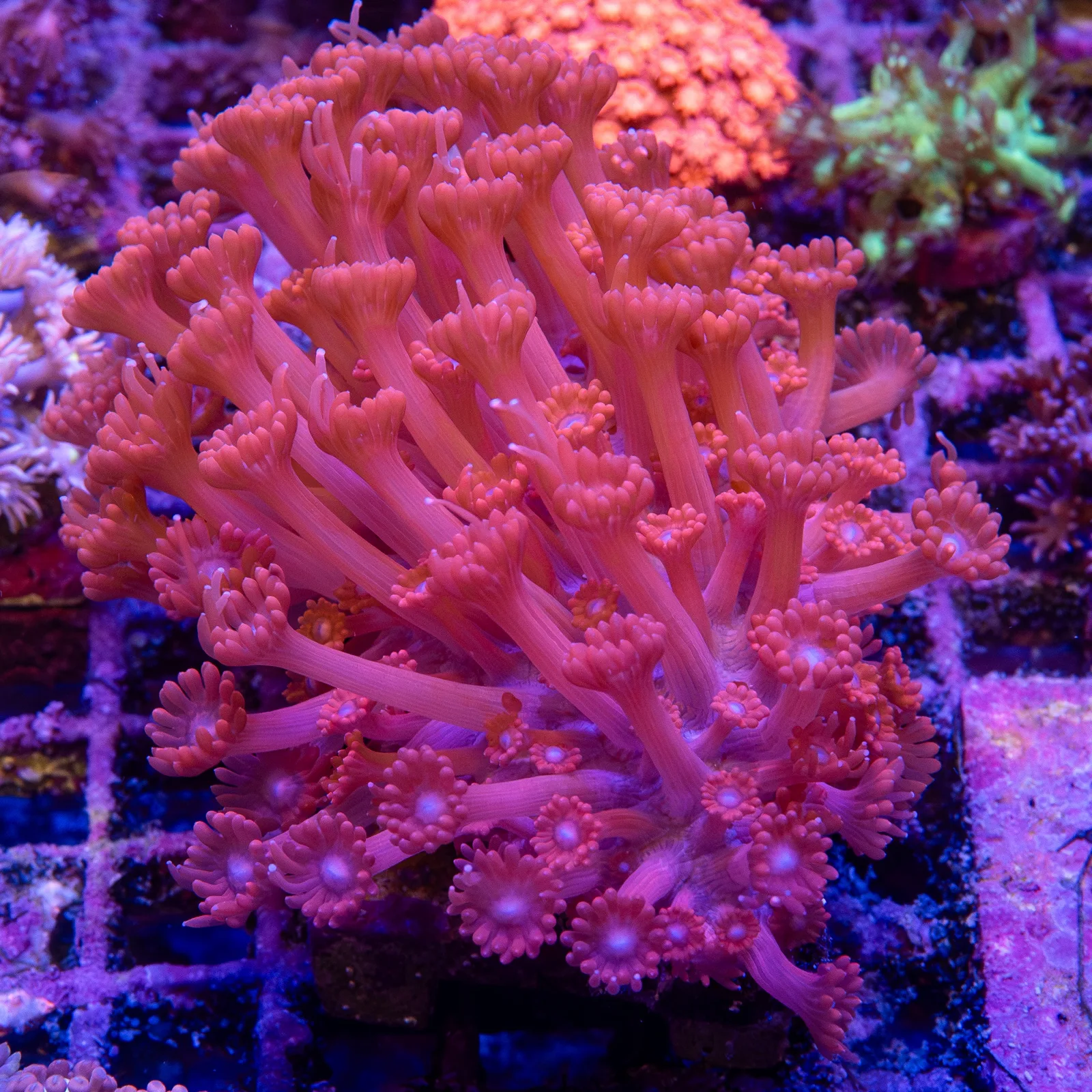 Goniopora