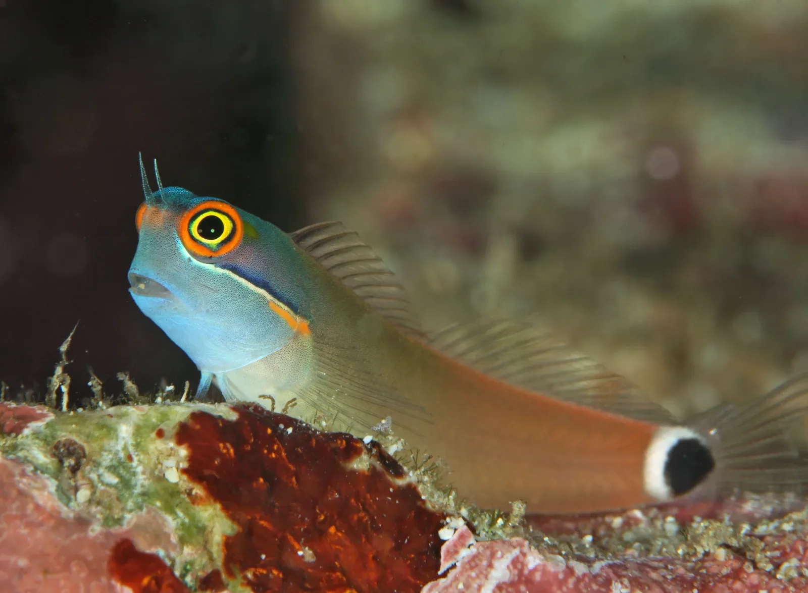 Tailspot Blenny (Ecsenius stigmatura)